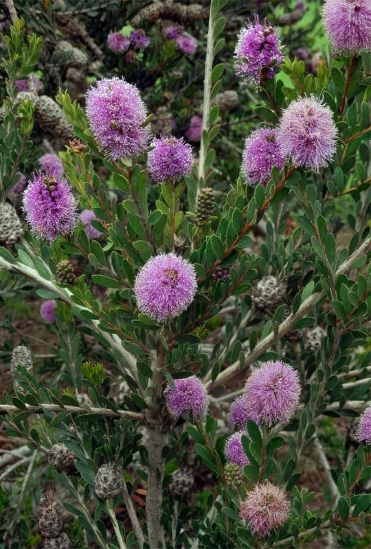 Melaleuca Acuminata
