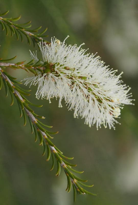 Melaleuca Ericifolia