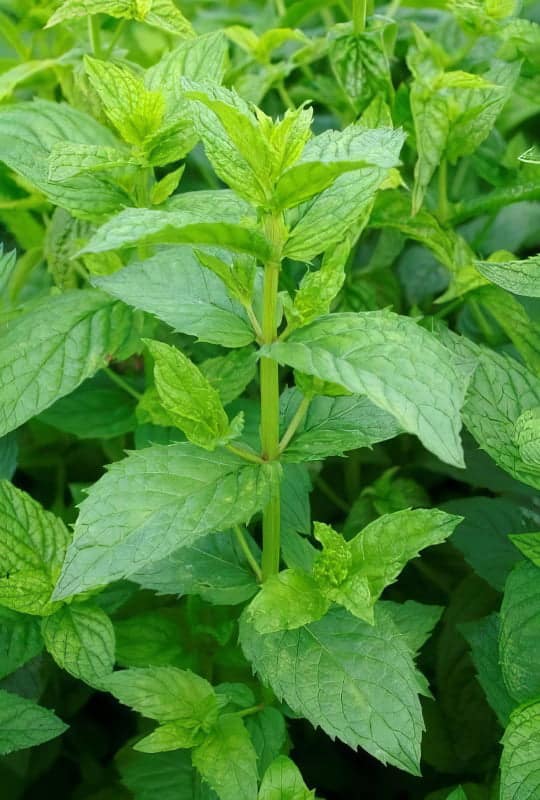 Mentha spicata