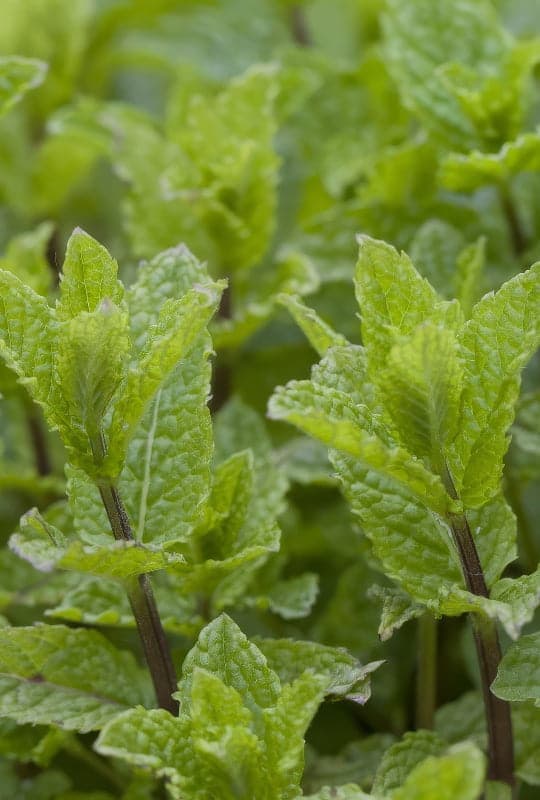 Mentha spicata ‘Moroccan’