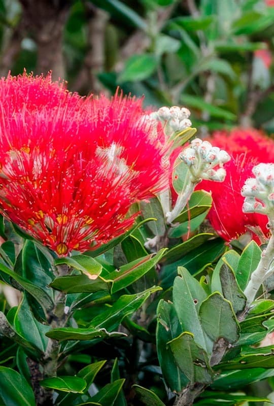 Metrosideros excelsa
