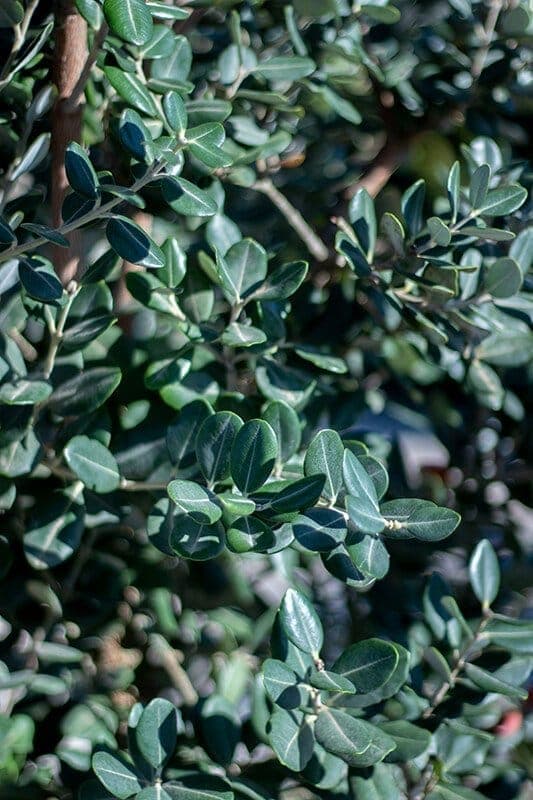 Metrosideros excelsa