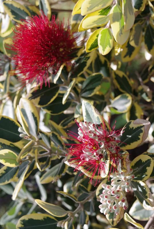 Metrosideros Excelsa ‘variegata’