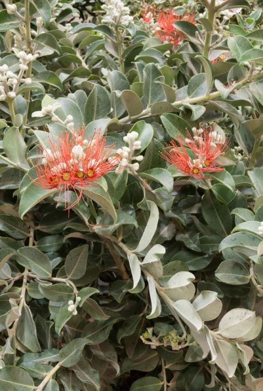 Metrosideros Robustus ‘Tomasii’