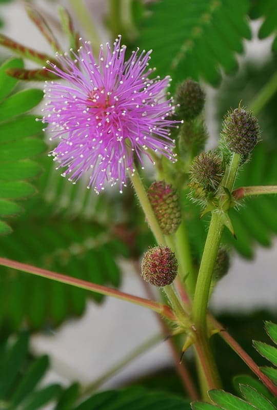 Mimosa pudica