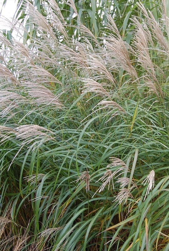 Miscanthus Sinensis