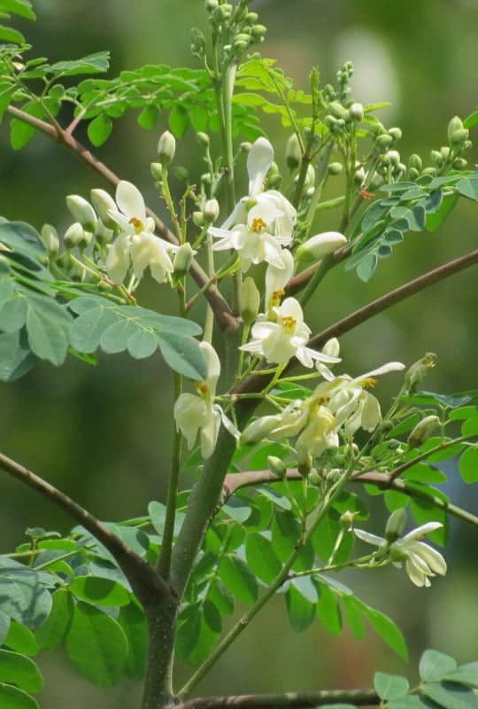 Moringa oleifera