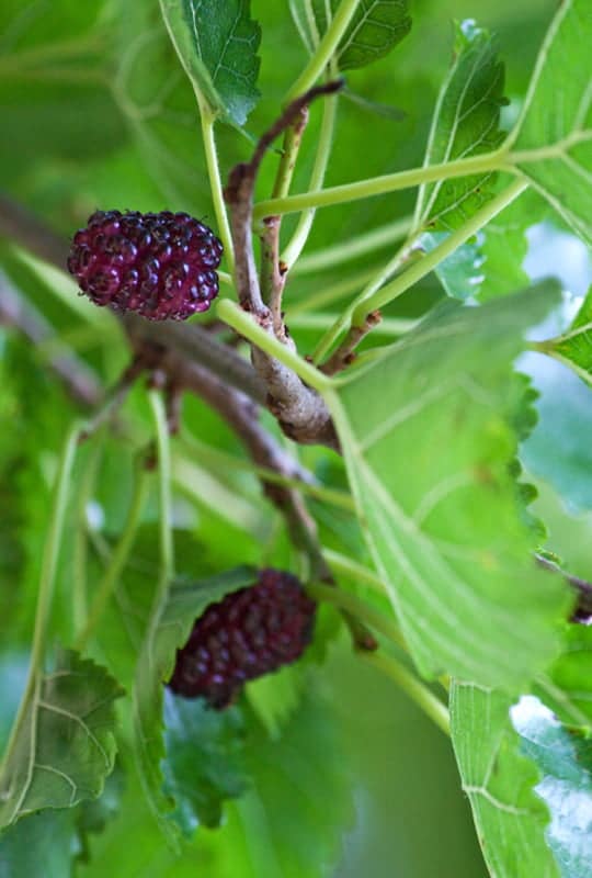 Morus Alba