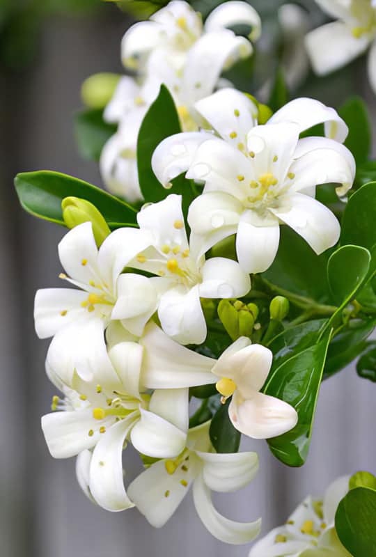 Murraya Paniculata