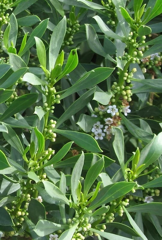 Myoporum Insular