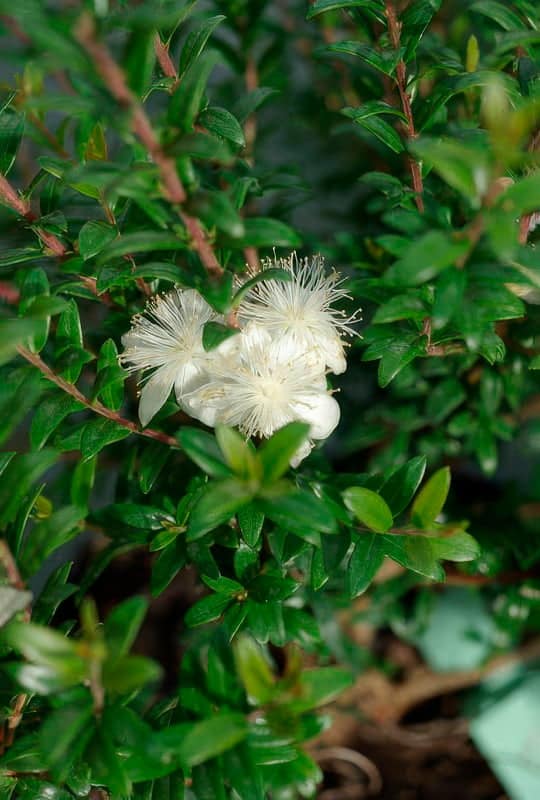 Myrtus Communis ‘Tarentina’