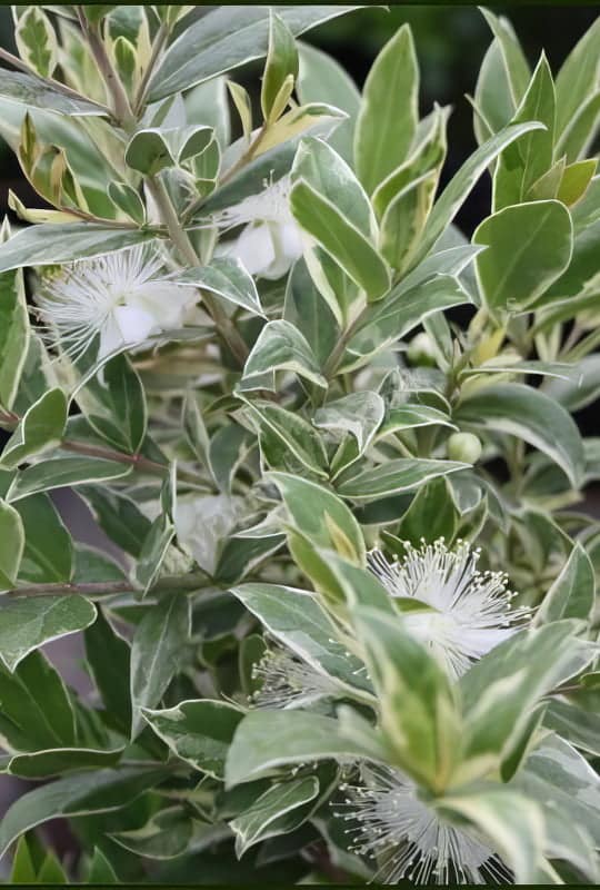 Myrtus Communis ‘Variegata’