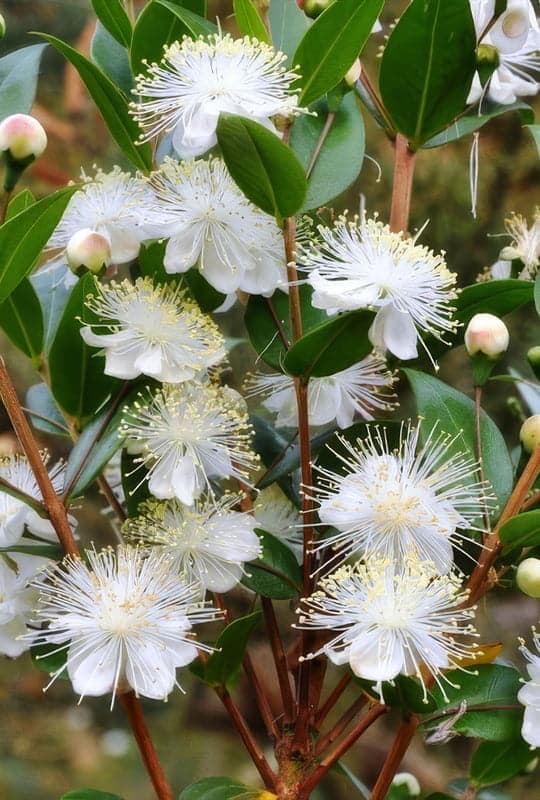 Myrtus Communis