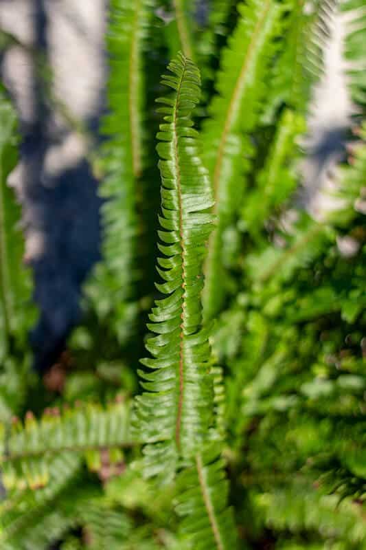 Nephrolepis exaltata