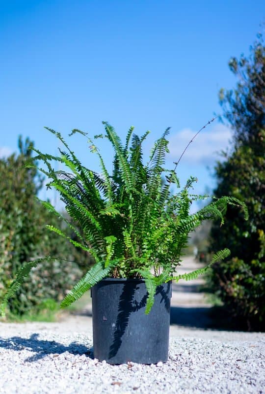 Nephrolepis exaltata