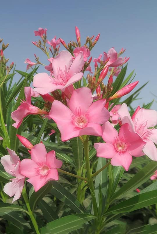 Nerium Oleander
