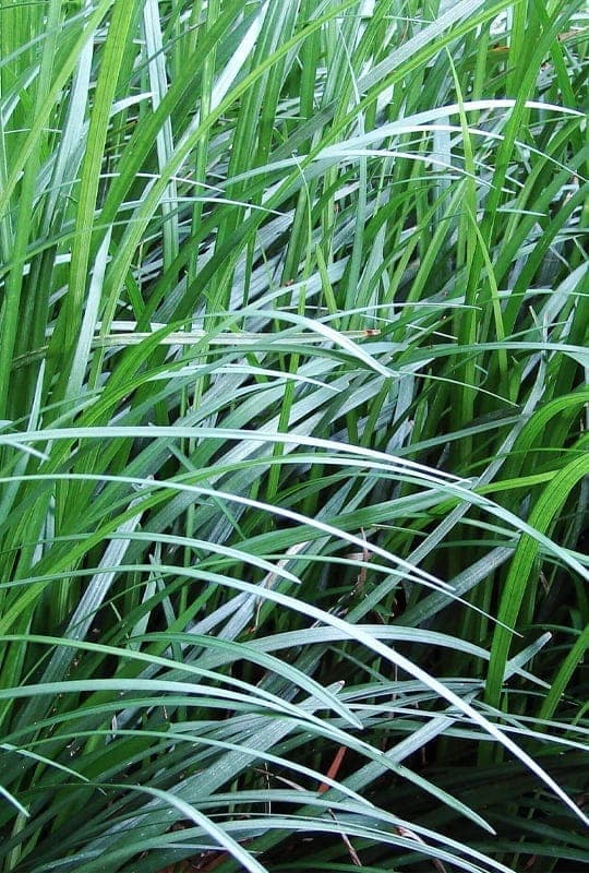 Ophiopogon Japonicus