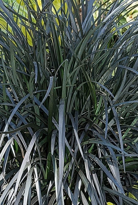 Ophiopogon Planiscapus