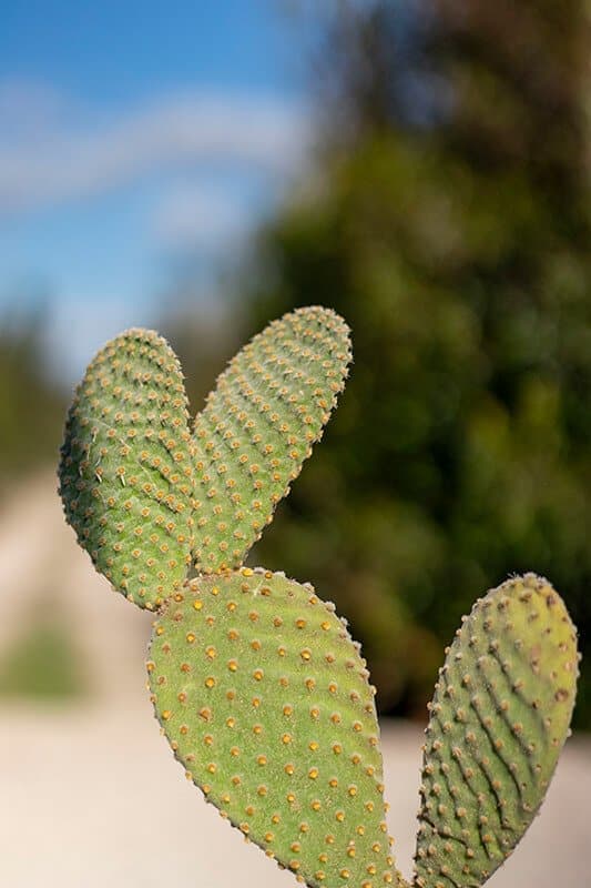 Opuntia microdasys