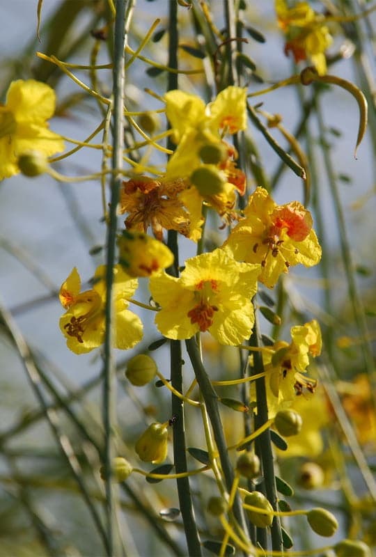 Parkinsonia Aculeata