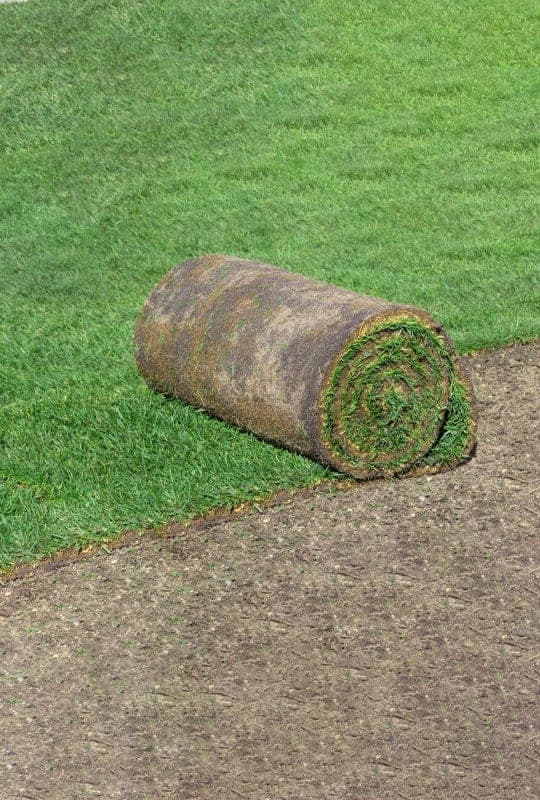 Paspalum Vaginatum ‘G.paspalum’
