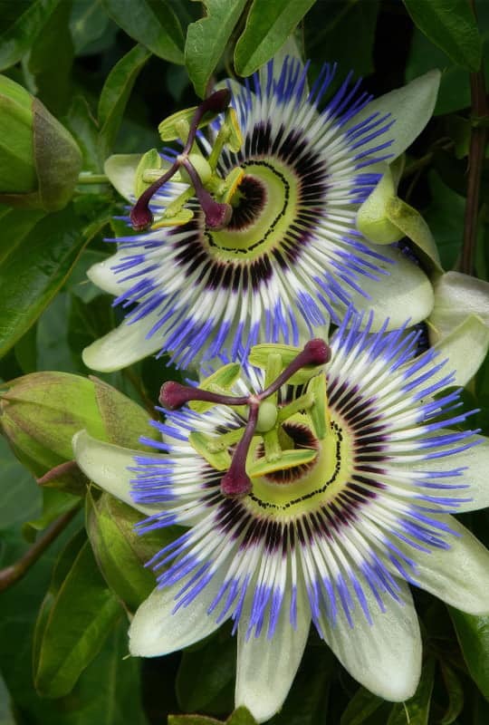 Passiflora caerulea