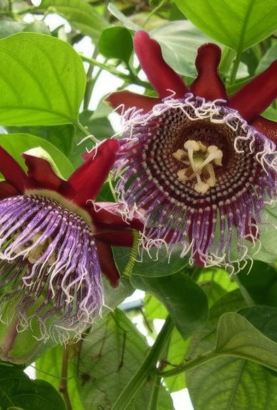 Passiflora quadrangularis