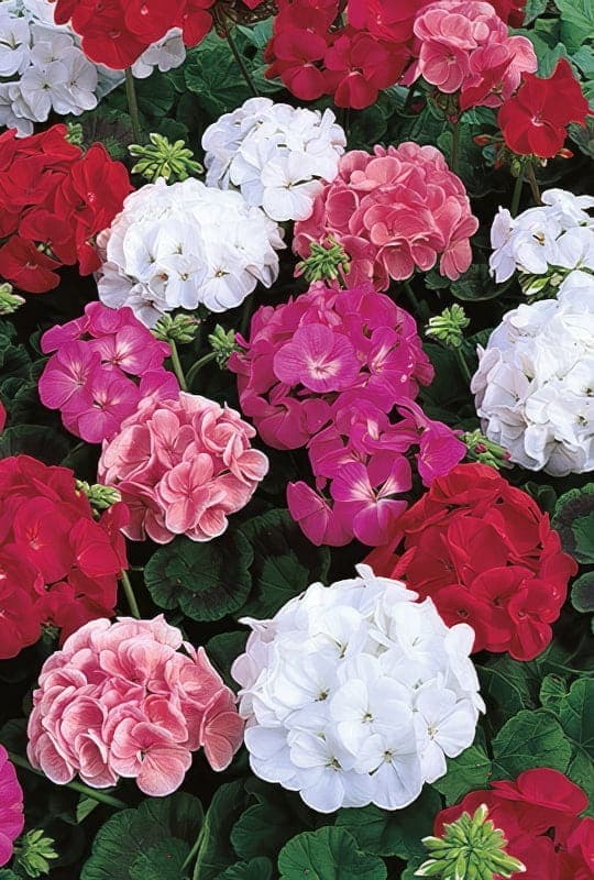 Pelargonium zonal