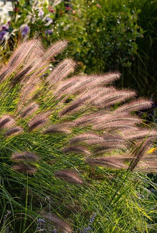 Pennisetum Alopecuroides