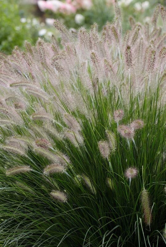 Pennisetum Alopecuroides