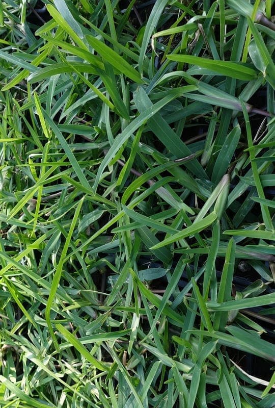 Pennisetum Clandestinum ‘G. kikuyu’