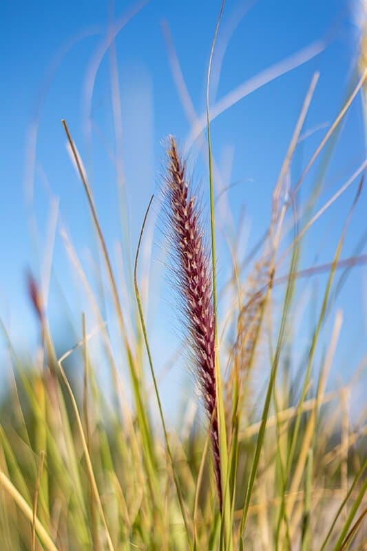 Pennisetum orientalis