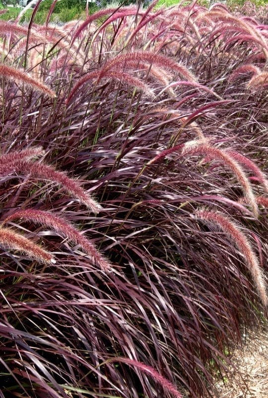 Pennisetum Setaceum ‘Rubrum’