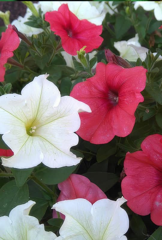 Petunia surfinia