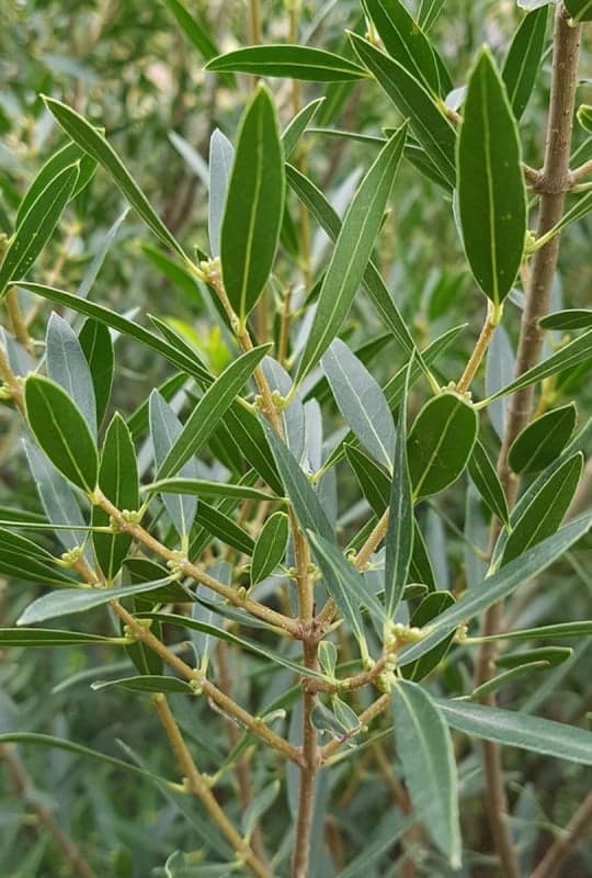 Phillyrea Augustifolia