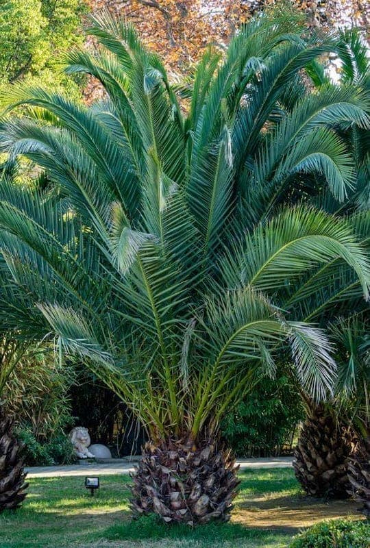 Phoenix canariensis