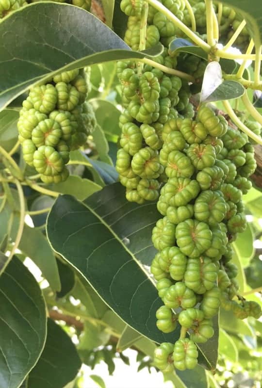 Phytolacca Dioica