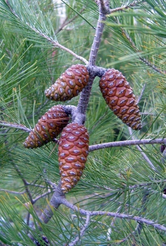 Pinus Halepensis