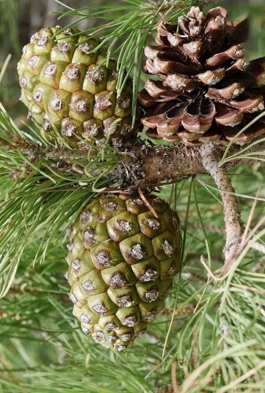 Pinus Pinea