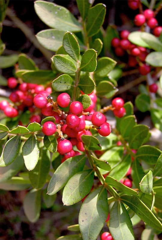 Pistacia lentiscus
