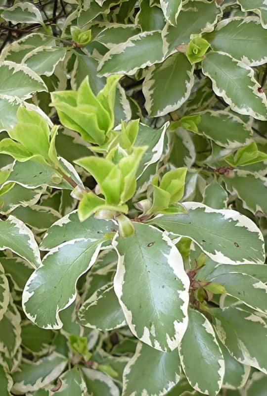 Pittosporum Tenuifolium ‘Variegatum’
