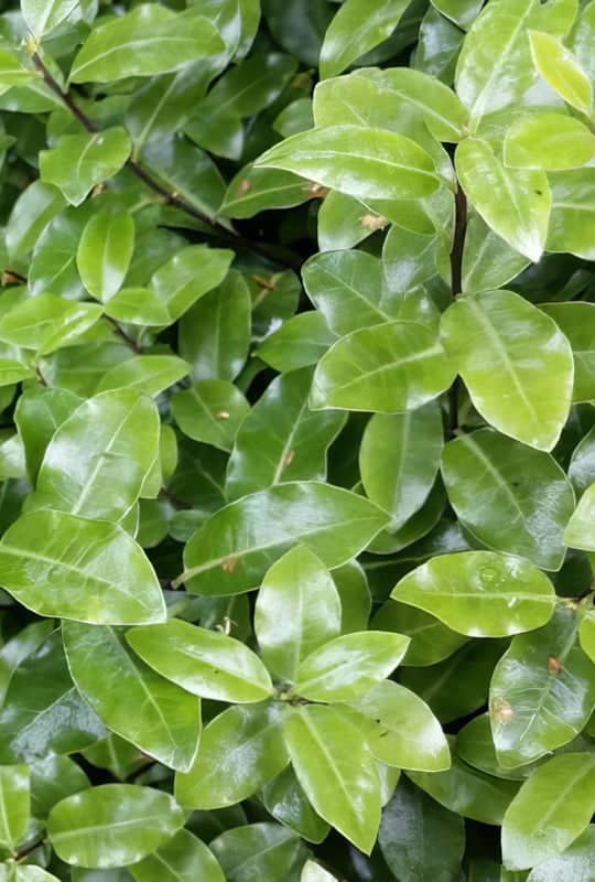 Pittosporum Tenuifolium