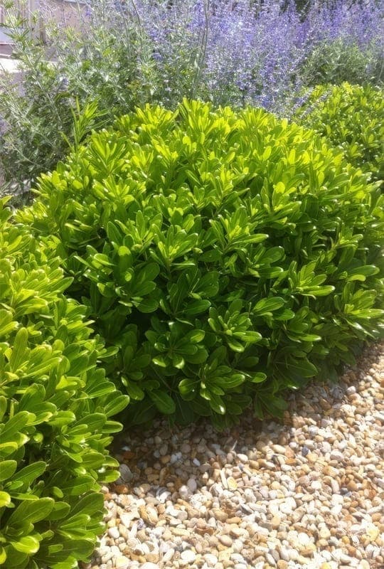 Pittosporum tobira ‘Nanum’