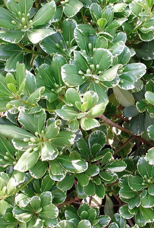 Pittosporum Tobira ‘Variegatum’