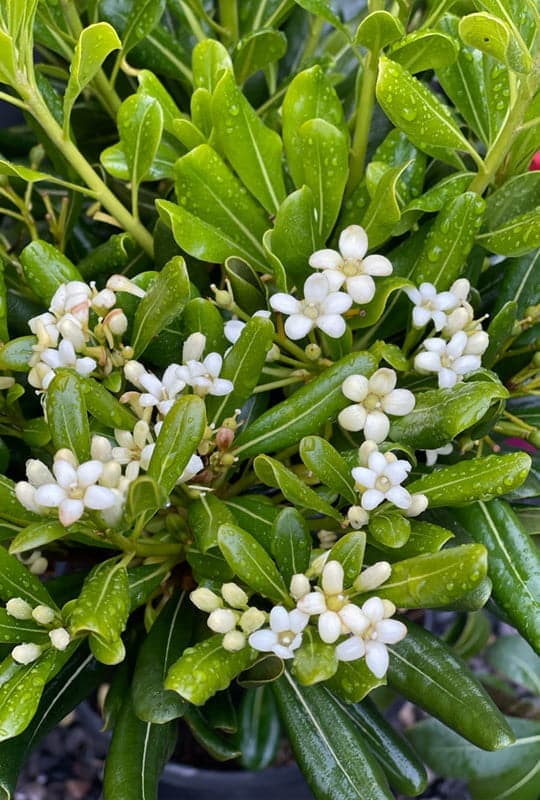 Pittosporum Tobira
