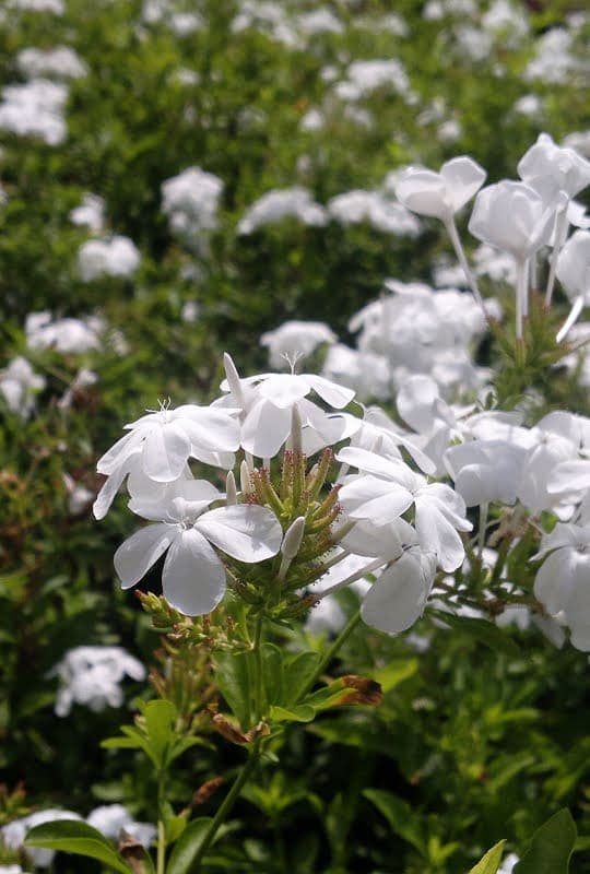 Plumbago Capensis ‘Alba’