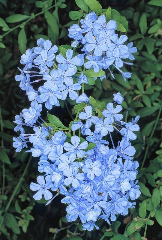 Plumbago Capensis ‘Blue’