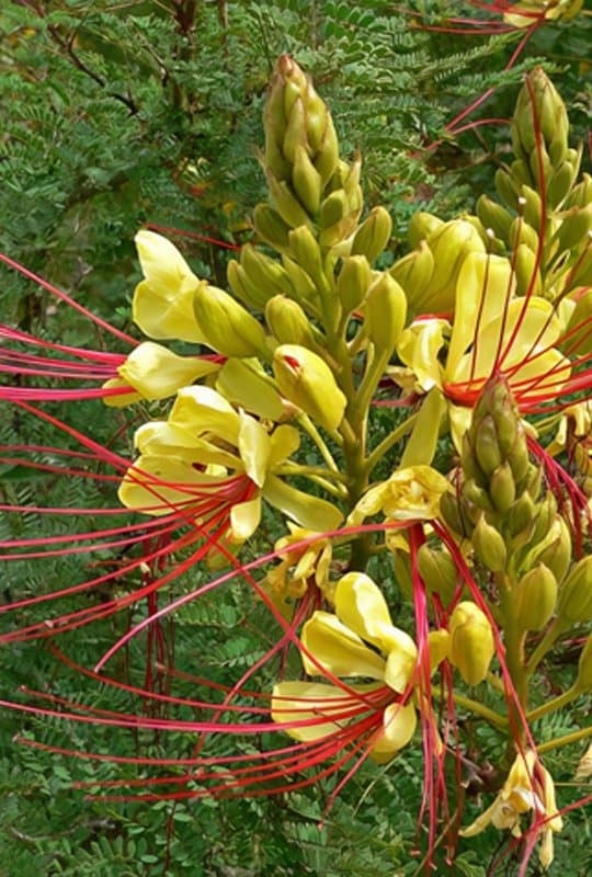 Poinciana Gilliesii