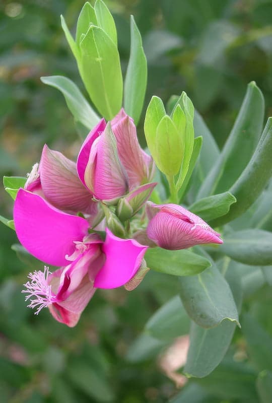 Polygala myrtifolia ‘Grandiflora’