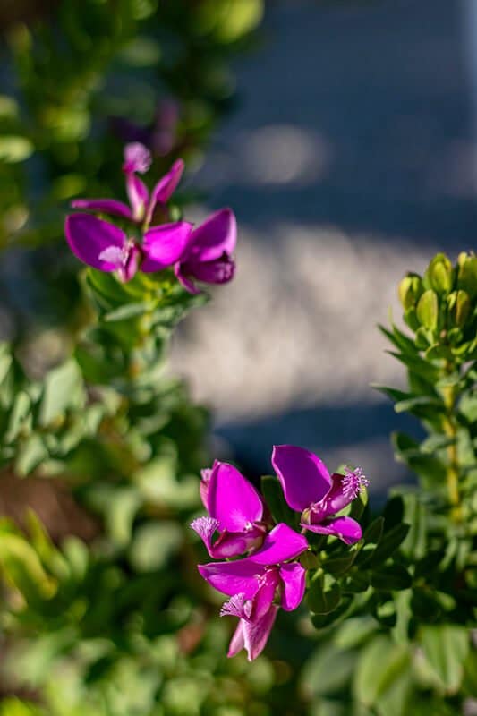 Polygala myrtifolia ‘Grandiflora’